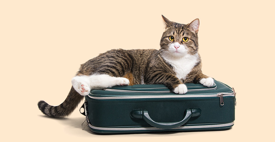 Cat Suitcase